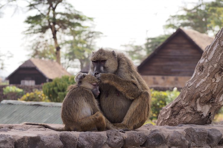 Baboons in Amboseli National Park, Kenya.