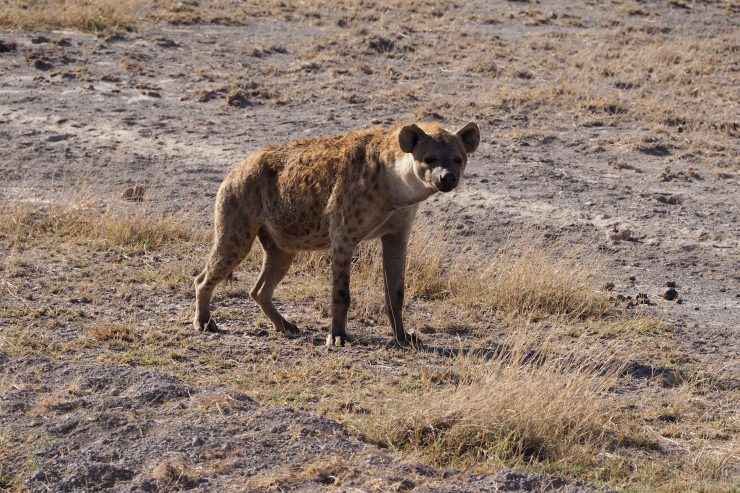 Hyena in Amboseli National Park, Kenya.