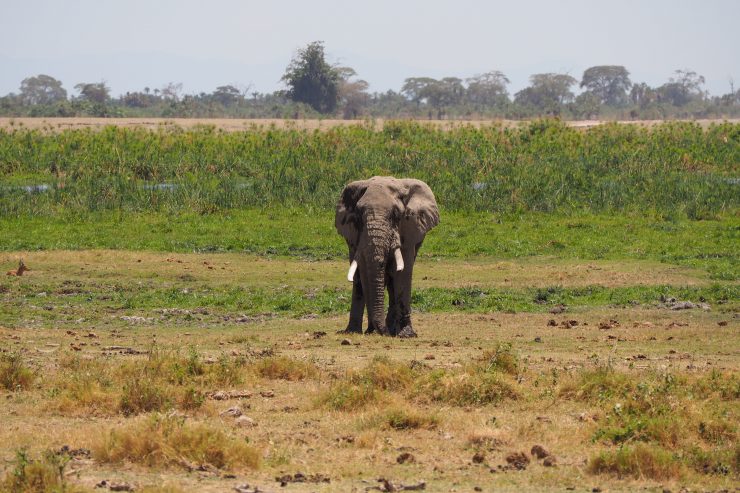 Elephants in Amboseli National Park, Kenya.