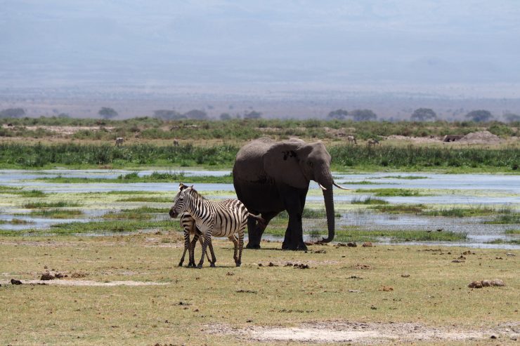 Elephants in Amboseli National Park, Kenya.