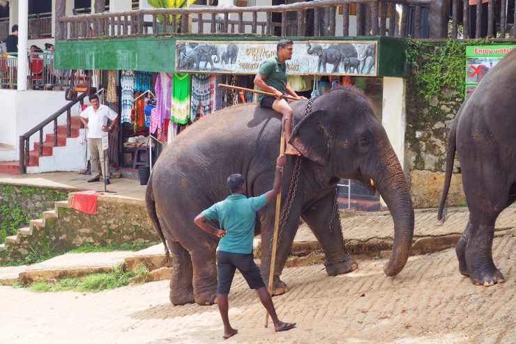 Pinnawala Elephant Orphanage