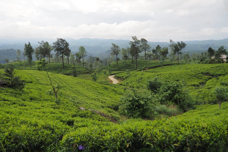 TeaPlantation, Sri Lanka