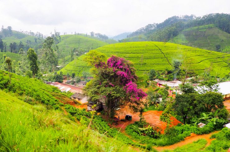 Tea plantation, Sri Lanka.