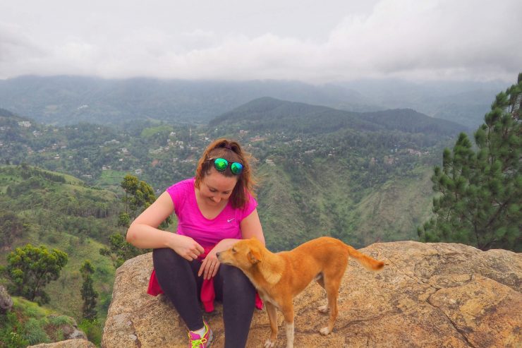 Stray dogs in Sri Lanka.