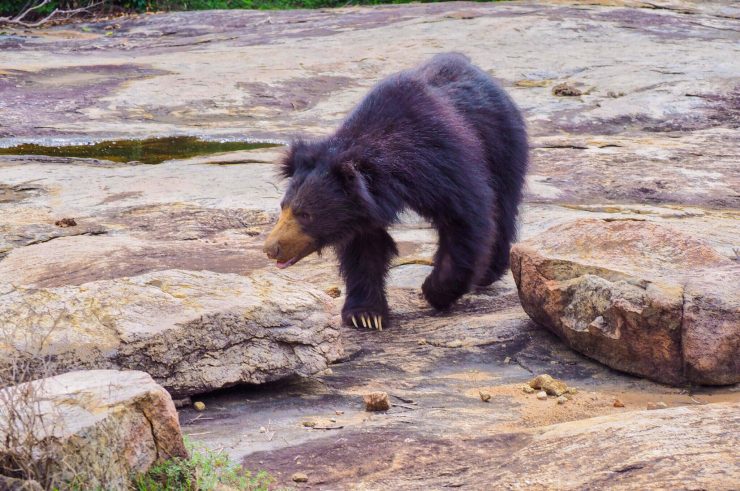 Sloth Bear, Yala National Park, Sri Lanka.