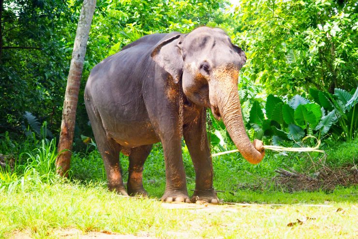 Chained up elephant, Sri Lanka.