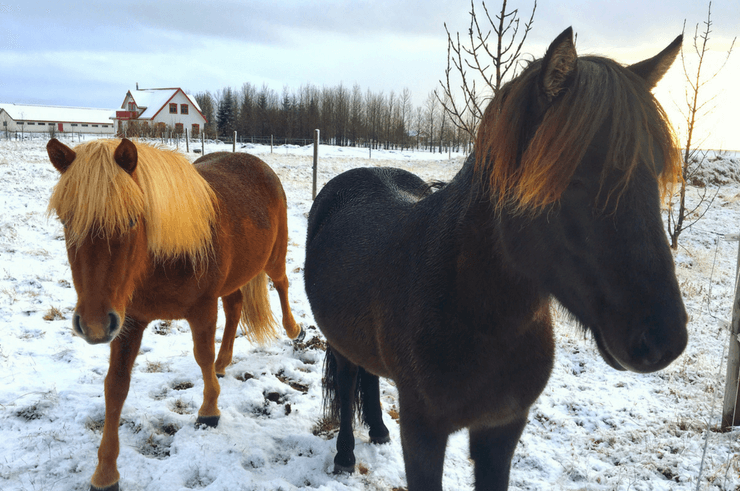 Icelandic Horses