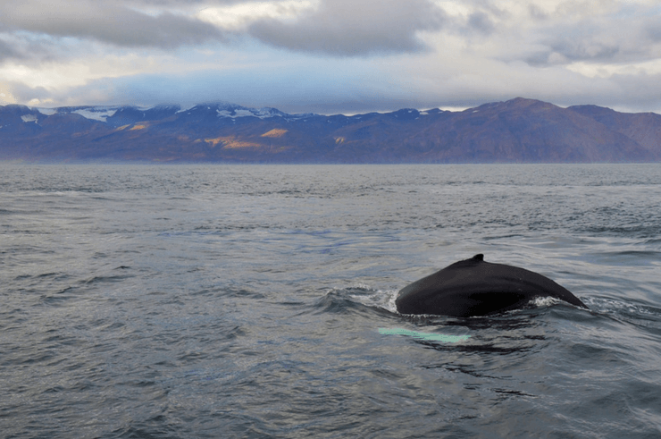 Whale Watching in Husavik