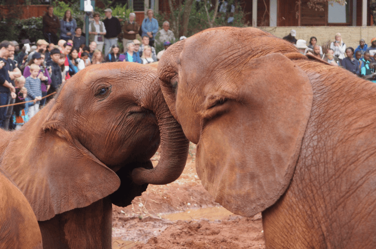 Kenya Group Tour