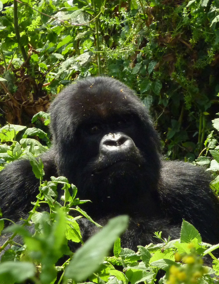 Gorilla Trekking in Uganda and Rwanda