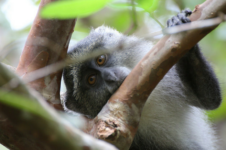 Jozani Forest Zanzibar