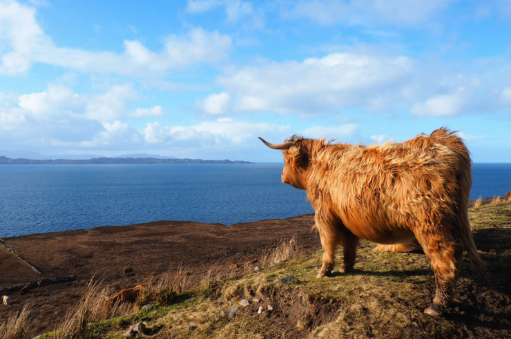 Highland Coo