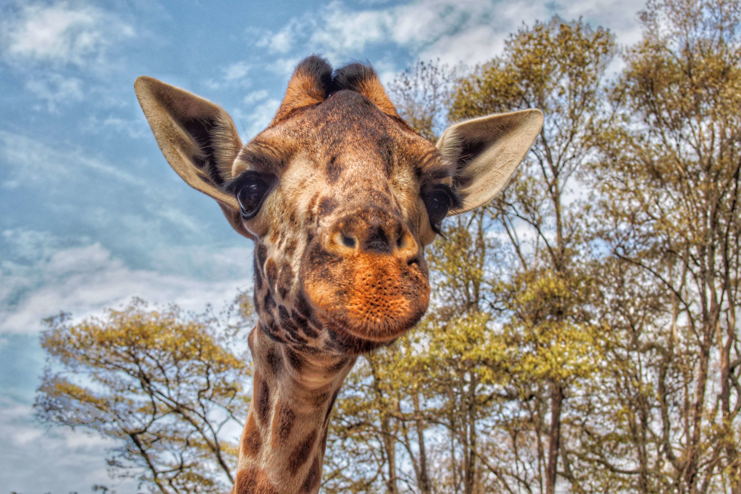 Giraffe Selfie