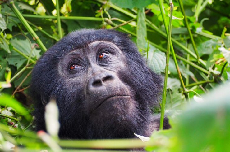 Gorilla trekking in Uganda.