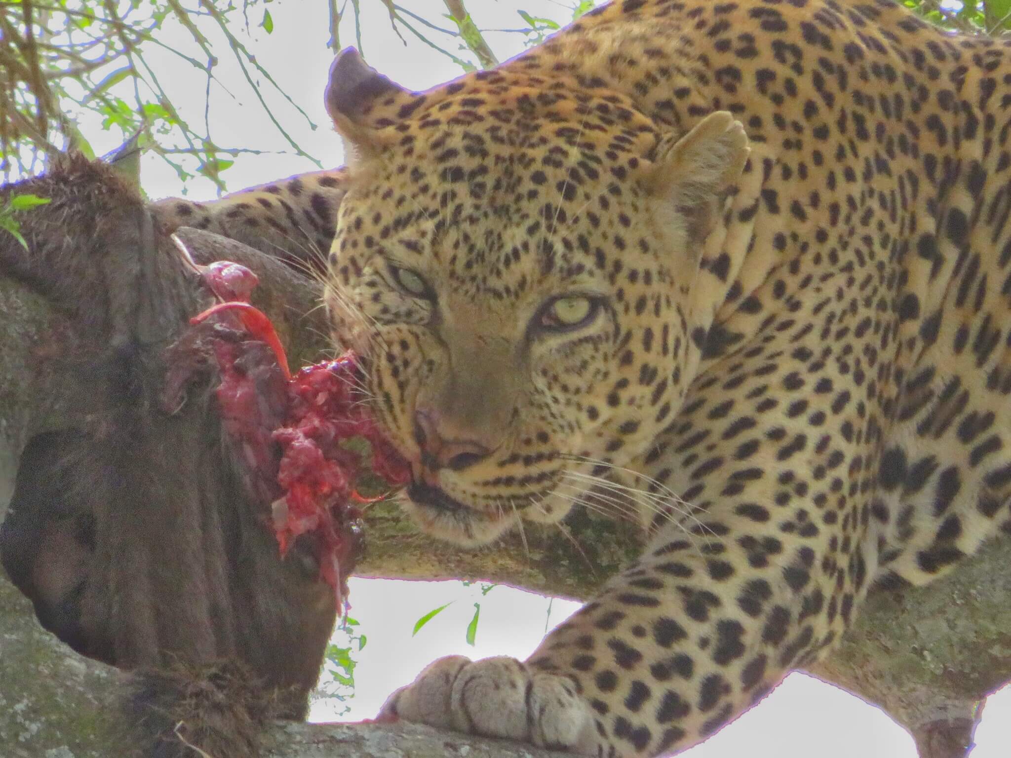 Leopard in the Masai Mara