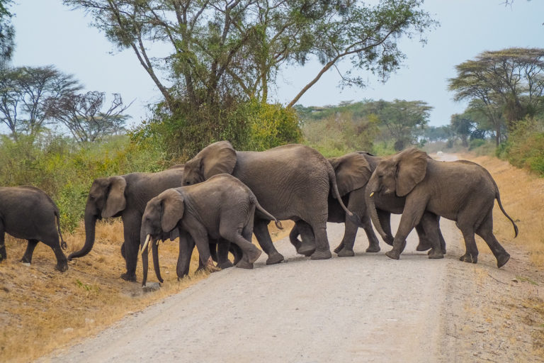 Come With Me to Africa! 2018 Rock My Adventure Tours Announced!