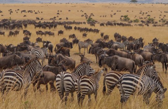 The Wildebeest Migration, Masai Mara