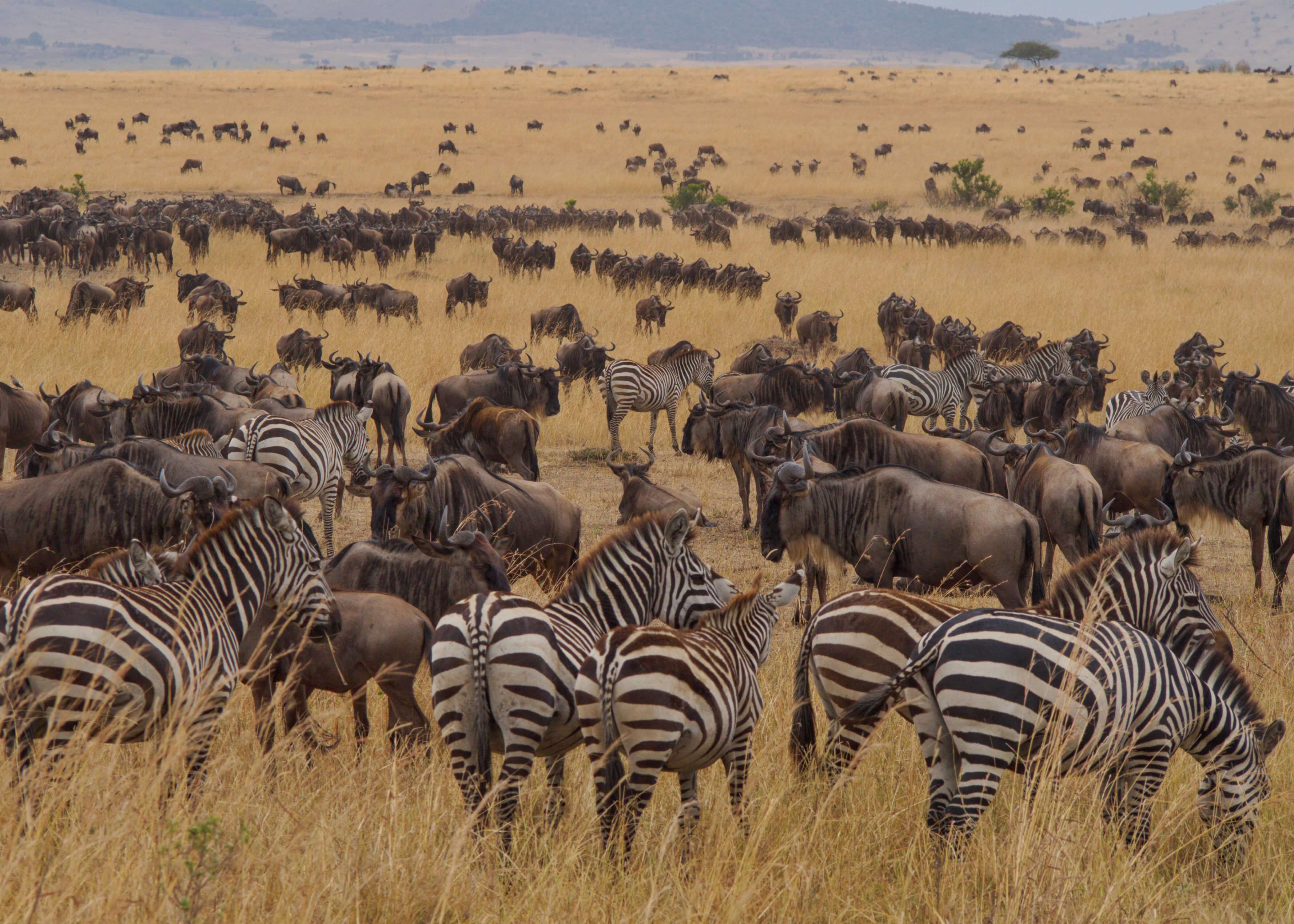 The Wildebeest Migration, Masai Mara