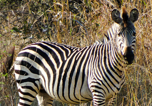 Malawi Zambia Botswana-1.jpg Malawi Zambia Botswana-2.jpg Malawi Zambia Botswana-3.jpg Malawi Zambia Botswana-4.jpg Malawi Zambia Botswana-5.jpg