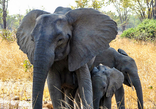 Malawi Zambia Botswana-1.jpg Malawi Zambia Botswana-2.jpg Malawi Zambia Botswana-3.jpg Malawi Zambia Botswana-4.jpg Malawi Zambia Botswana-5.jpg