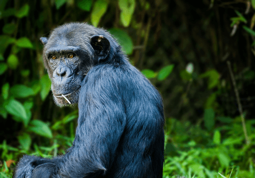 Uganda, Rwanda & DRC Tour