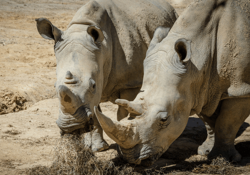 Uganda, Rwanda & DRC Adventure Tour