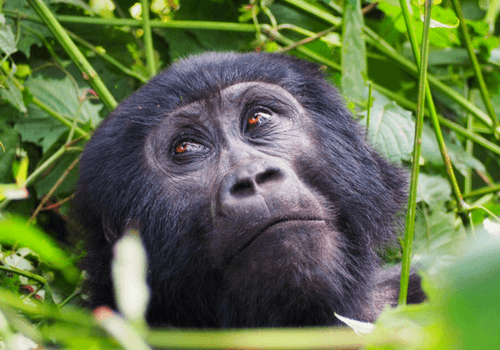 Uganda, Rwanda & DRC Group Tour