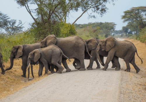 Uganda, Rwanda & DRC Group Tour