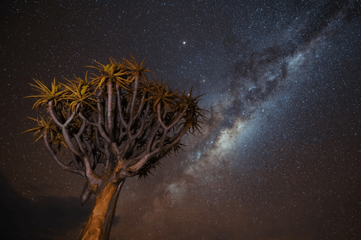 Quiver Trees Forest Namibia - Best Things To Do in Namibia