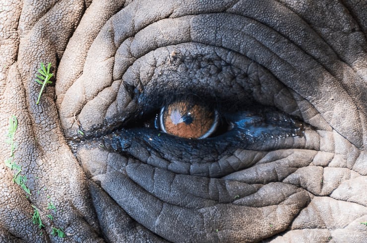 Elephant in Tarangire National Park