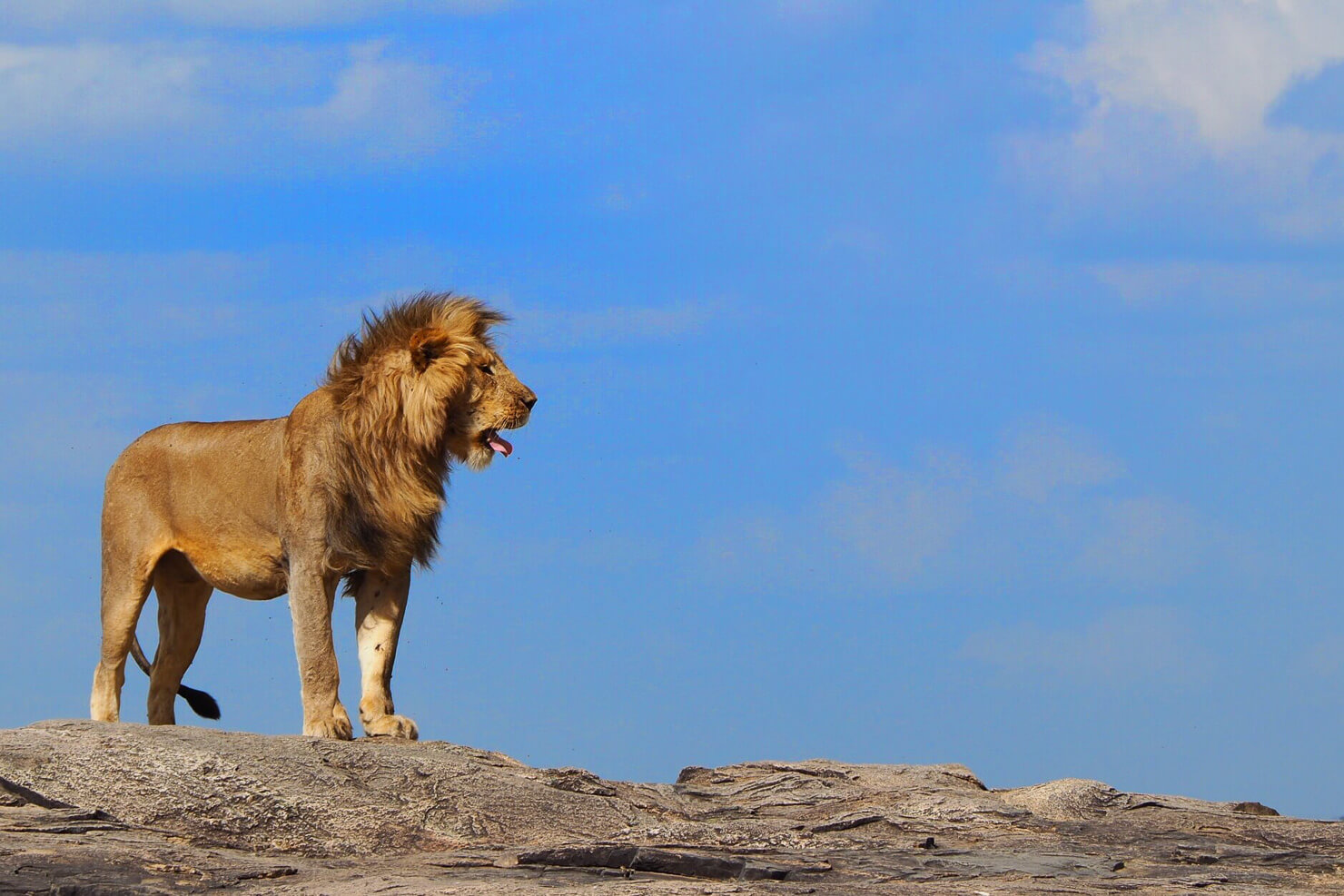 Lion in the Serengeti - Rock My Adventure