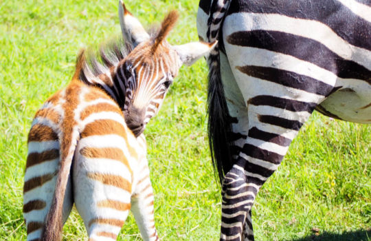 Zebra in the Serengeti - Rock My Adventure