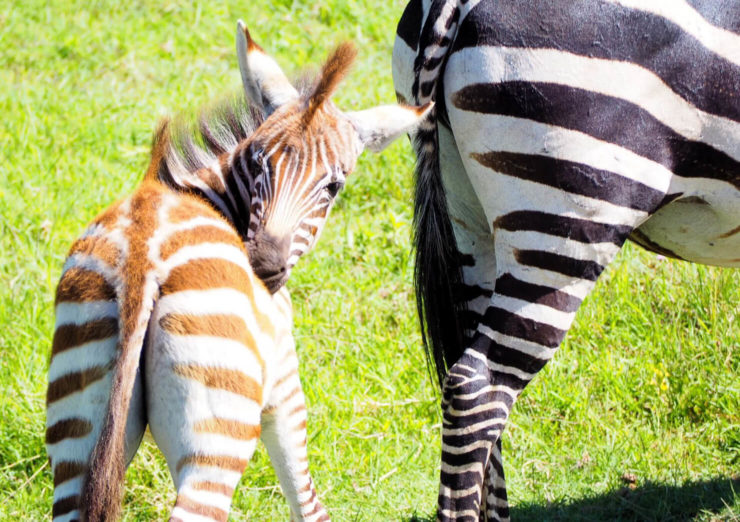 Zebra in the Serengeti - Rock My Adventure