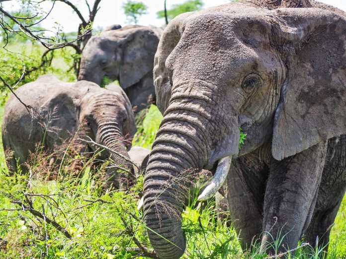 African Elephants - Helen in Wonderlust