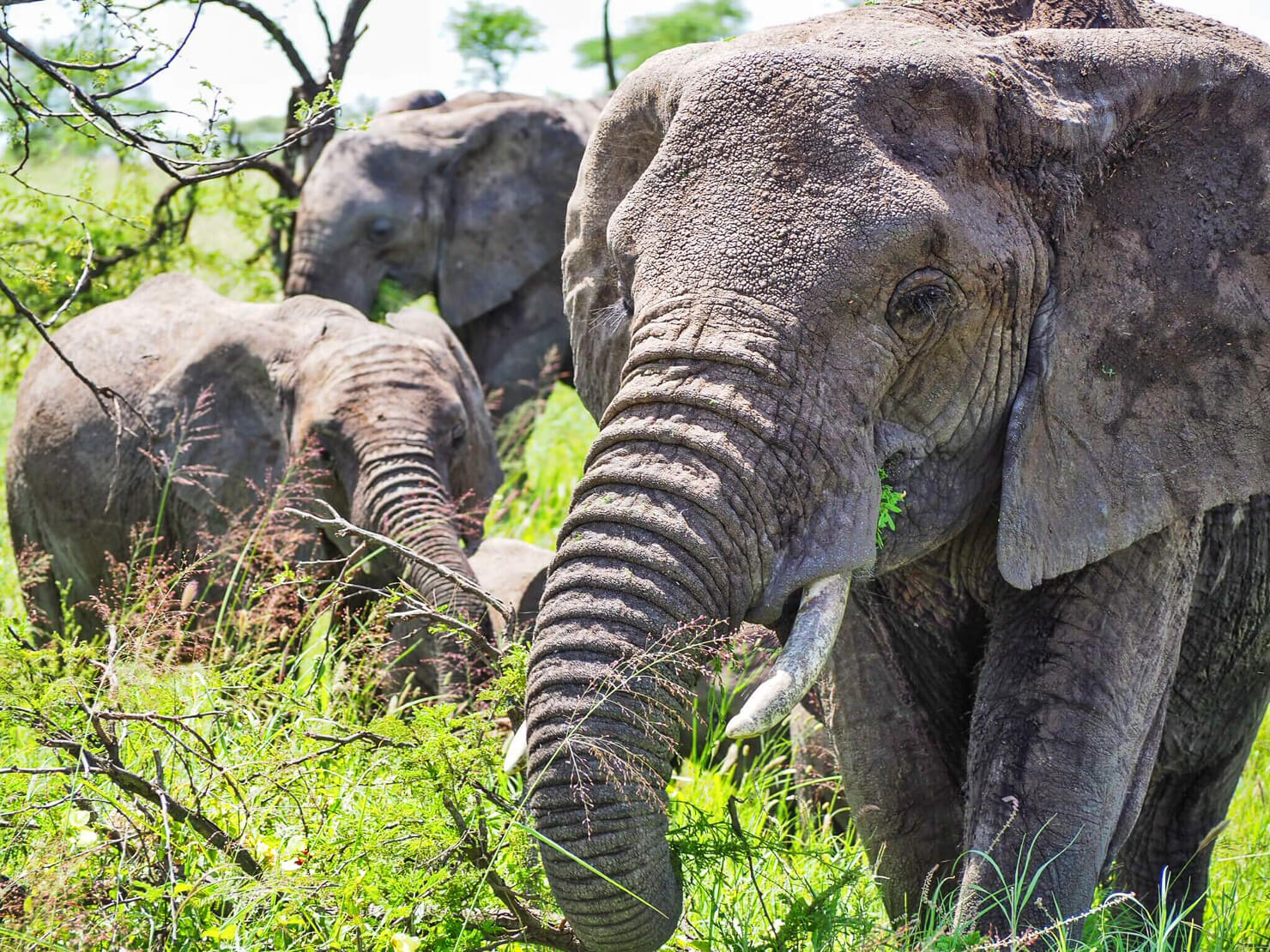 Elephants in the Serengeti - Rock My Adventure