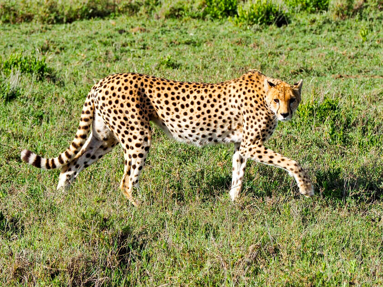 Cheetah in the Serengeti - Rock My Adventure