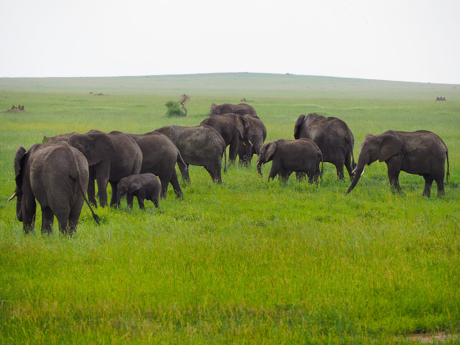 Serengeti Safari - Rock My Adventure