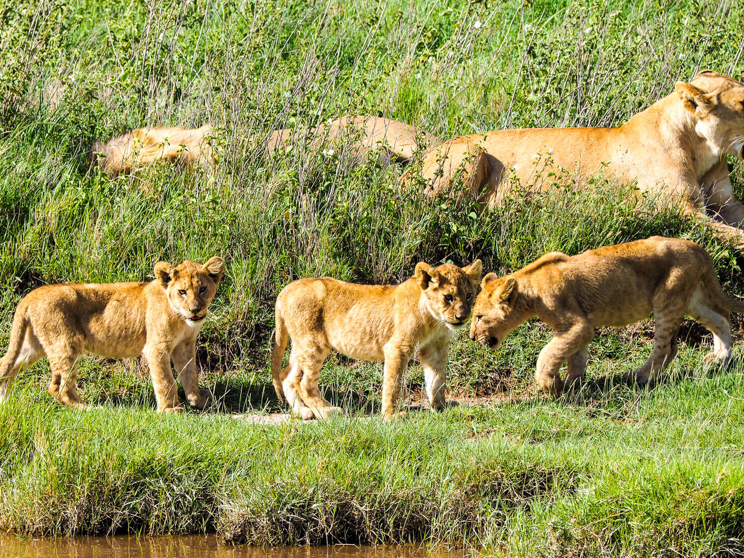 Serengeti Safari - Rock My Adventure