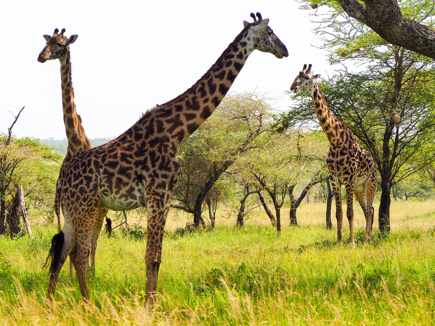 Serengeti Safari - Rock My Adventure