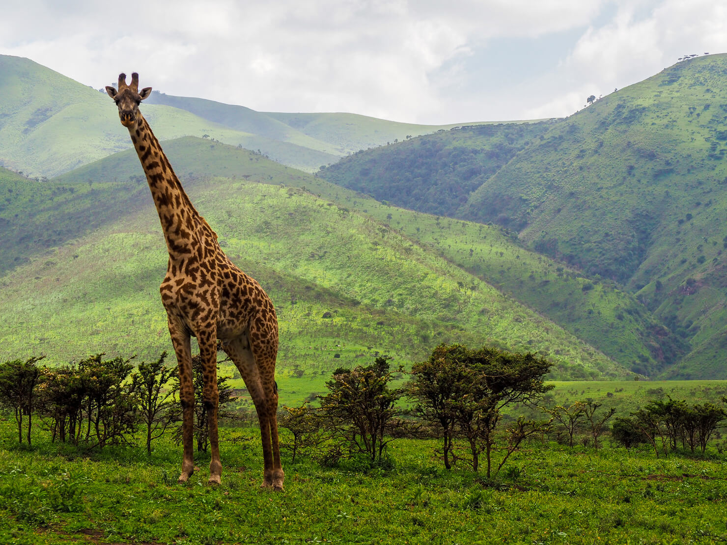 Serengeti Safari - Rock My Adventure