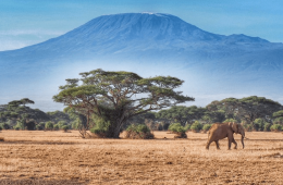 Climbing Kilimanjaro