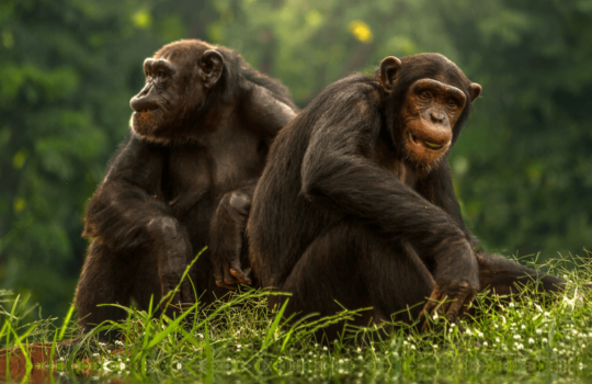 Sierra Leone Small Group Tour