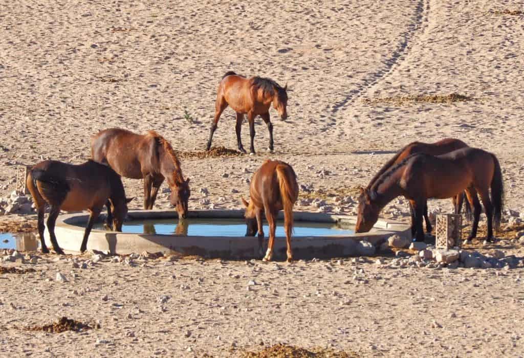 Wild Desert Horses Namibia