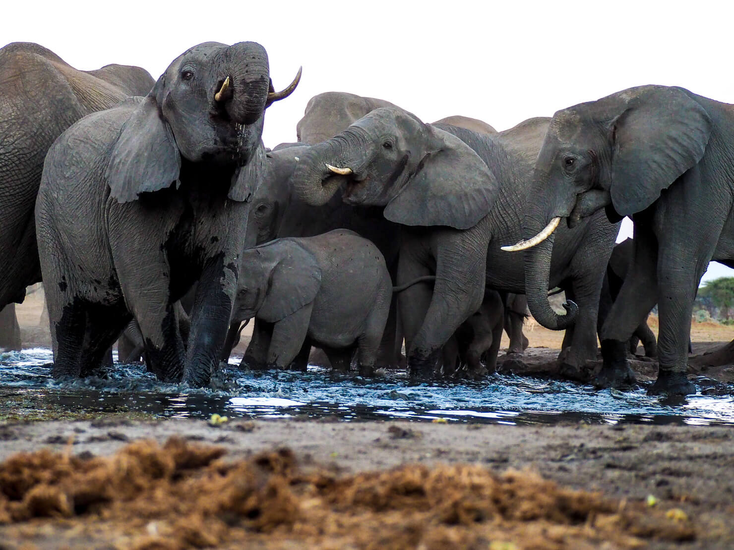 Senyati Safari Camp, Kasane, Botswana