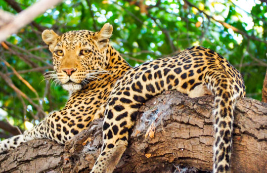 Leopard in Chobe National Park, Botswana