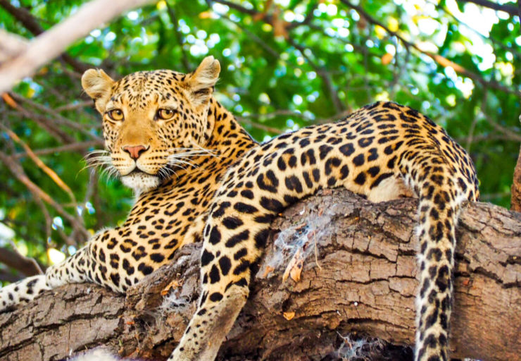 Leopard in Chobe National Park, Botswana