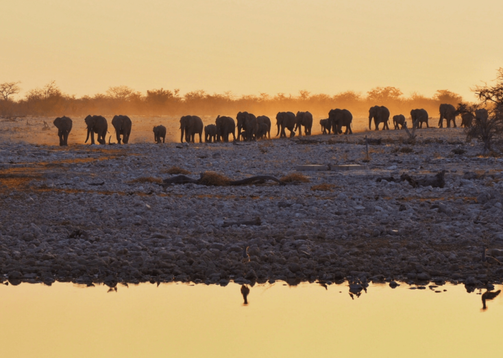 African Elephants - Helen in Wonderlust