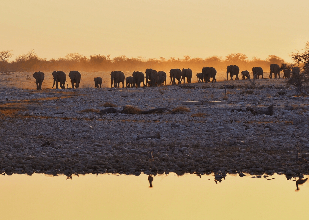 Pozo de agua iluminado de Okaukuejo - Experiencias en Namibia