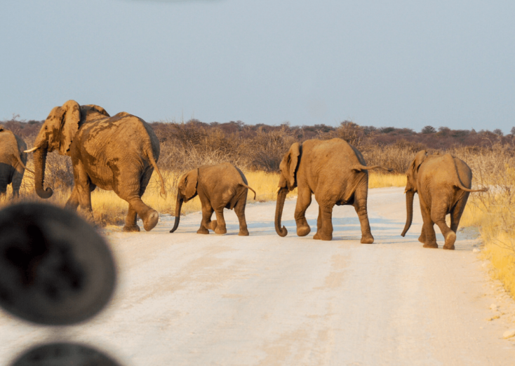 African Elephants - Helen in Wonderlust