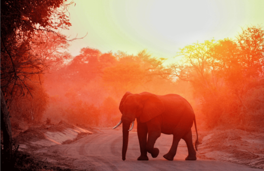 Best Places in Africa for Solo Travellers